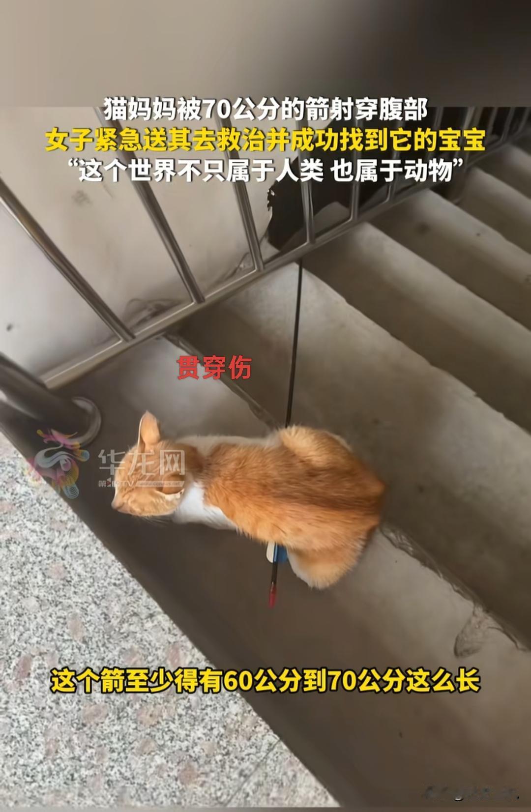 泪目！河北，一只刚生产完的猫妈妈，竟遭人用一支70公分长的箭残忍射穿整个腹部，满