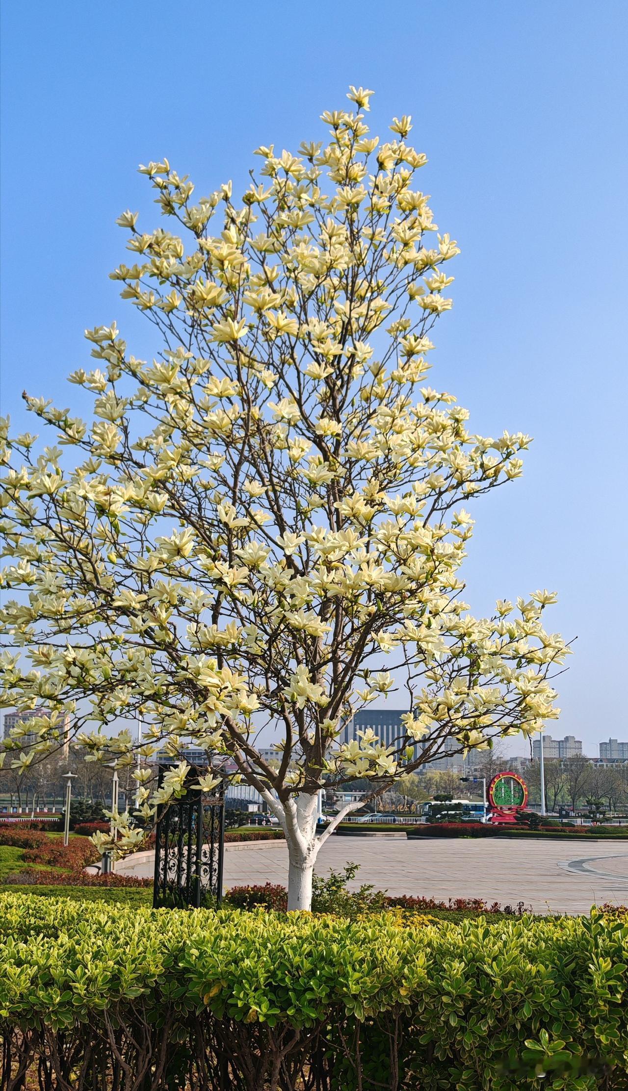 黄色玉兰满树金  
疑似仙子下凡尘