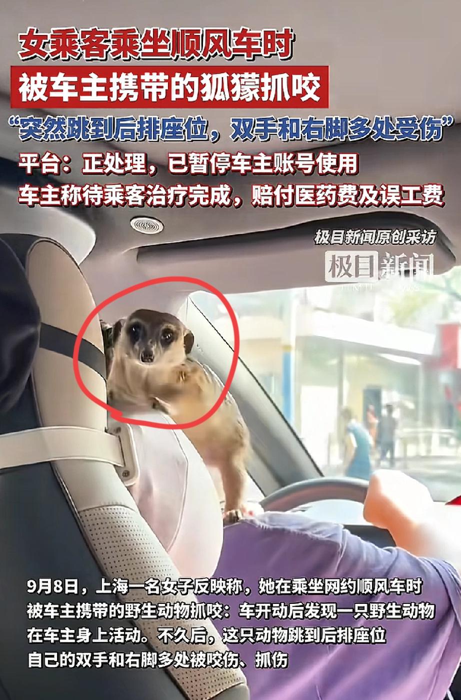 上海这位网约车司机心还真大，

跑顺风车还要带宠物，

带个猫狗还可以理解，但他