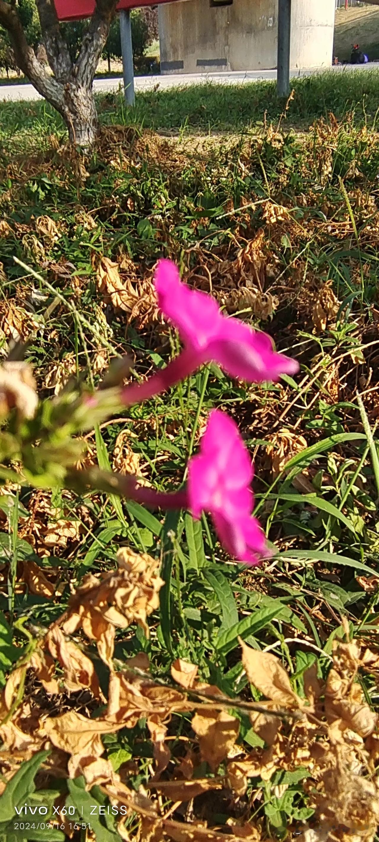 西红柿，超市一斤六块九毛九；街道旁，私人卖的，一斤七块，没便宜的。
那天，大炮辣