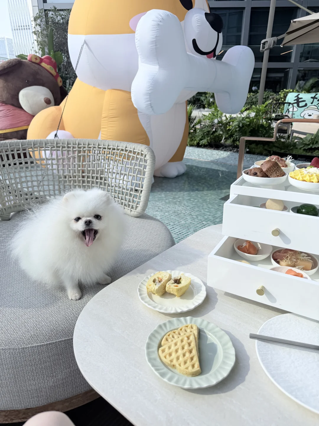 高贵的小狗享用高贵的下午茶