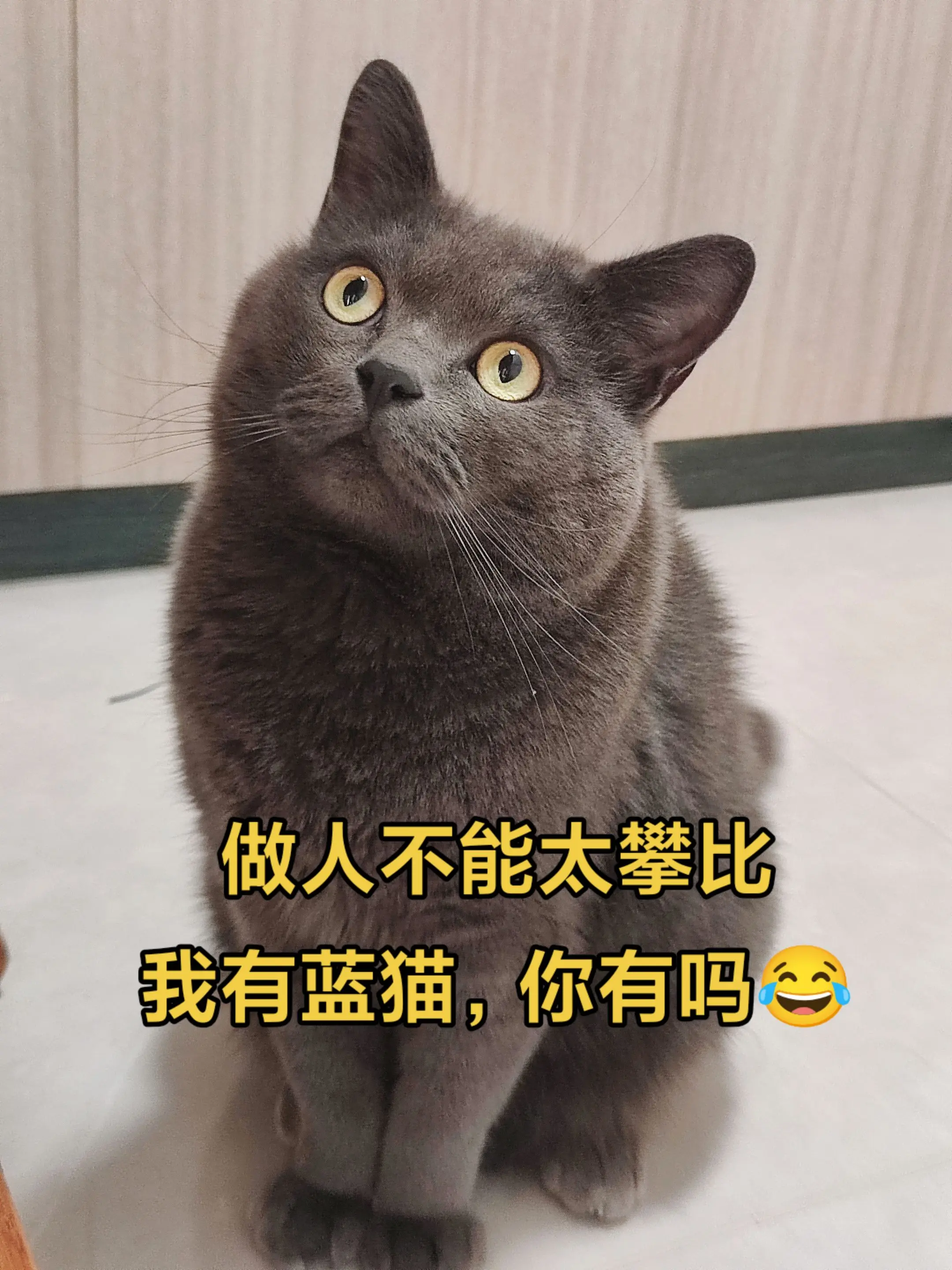 做人不能太攀比!我有蓝猫，你有吗