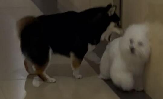 邪恶黑番薯！！！