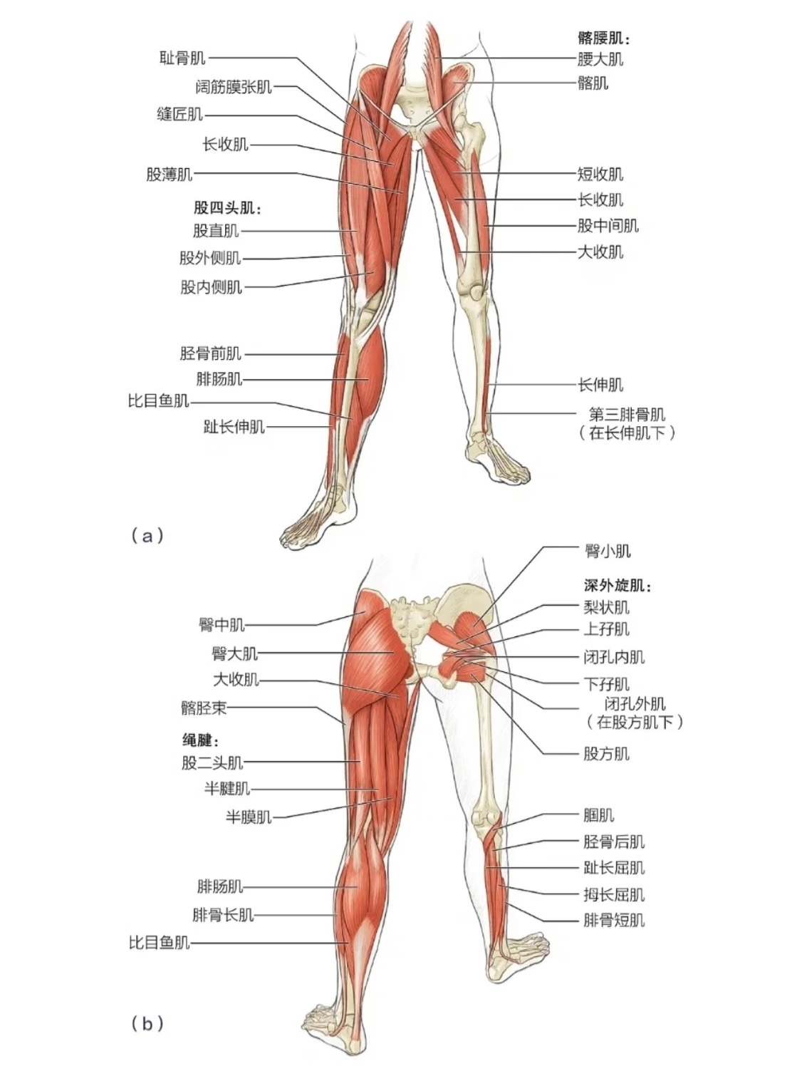 伤情报告：左腿半腱肌受伤皇马vs巴列卡诺