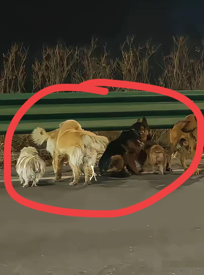🐾七只狗事件最新后续，看完真的又好哭又解气！
谁能想到，被偷狗贼掳走的7只家养