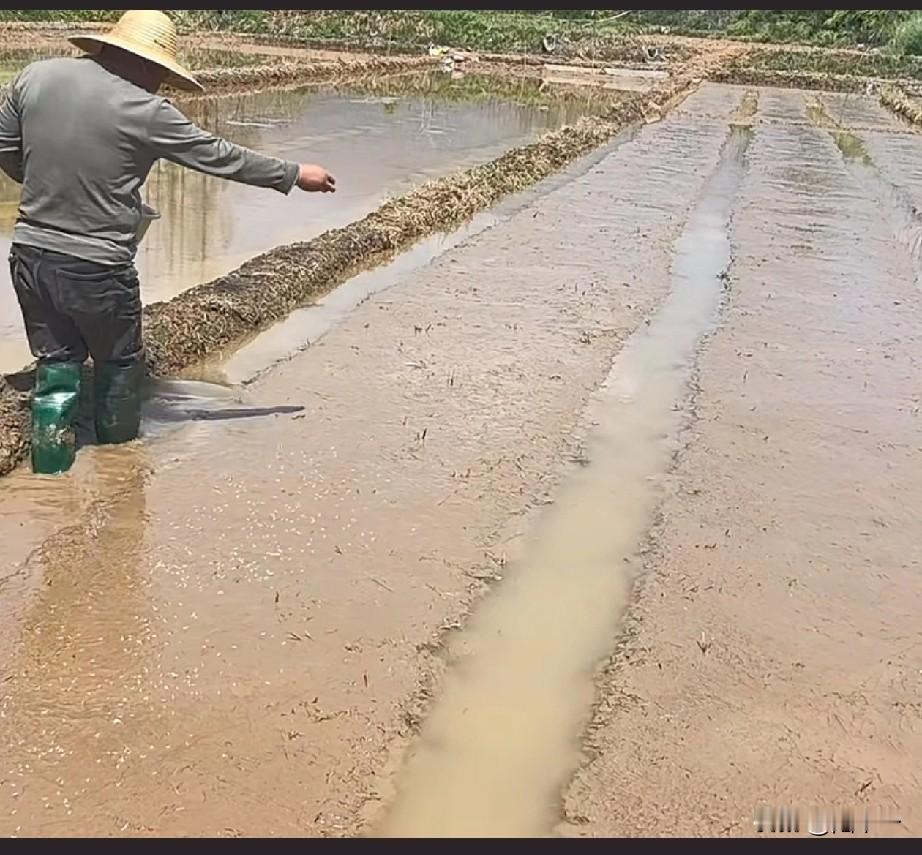 干过这种农活的都年过半百了吧？

“清明落百籽”，八九十年代农民种地都是按节气农