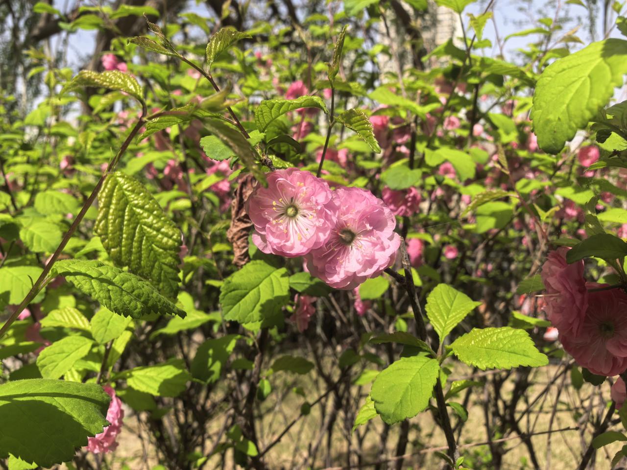 保镖

血管的保镖一-洋葱
口腔的保镖一-绿茶
肝脏的保镖一-枸杞
咽喉的保镖-