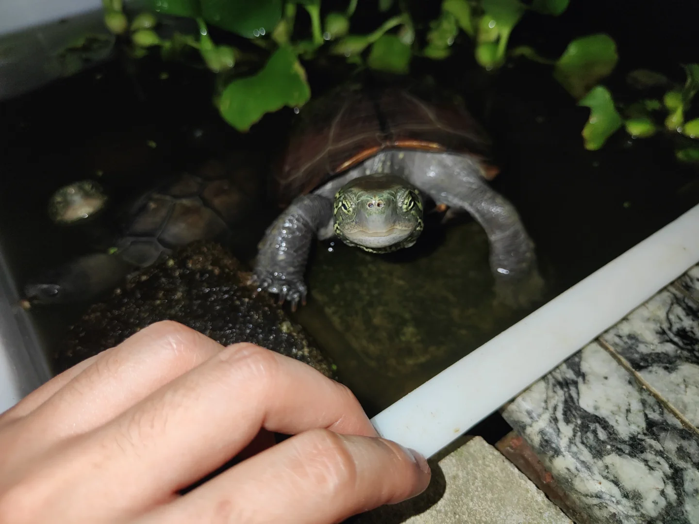 小乌龟都睡了