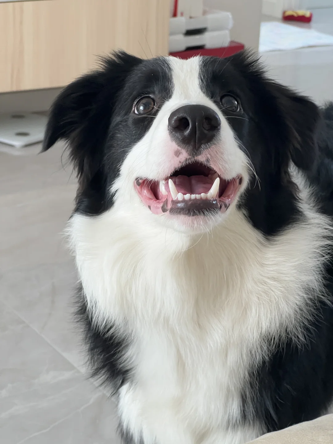 今日份开心小狗🐶