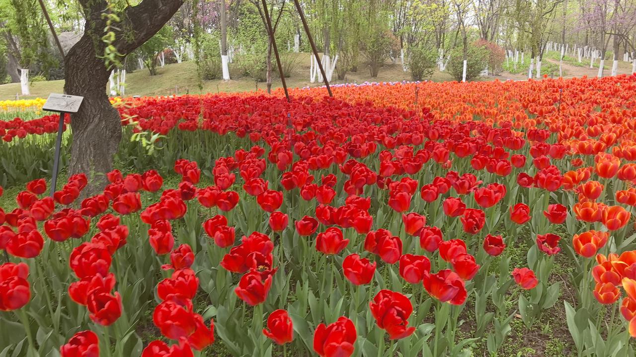 推荐各位读者，时值春暖花开季节，可以到西安植物园游玩，乘坐地铁八号线西安植物园站