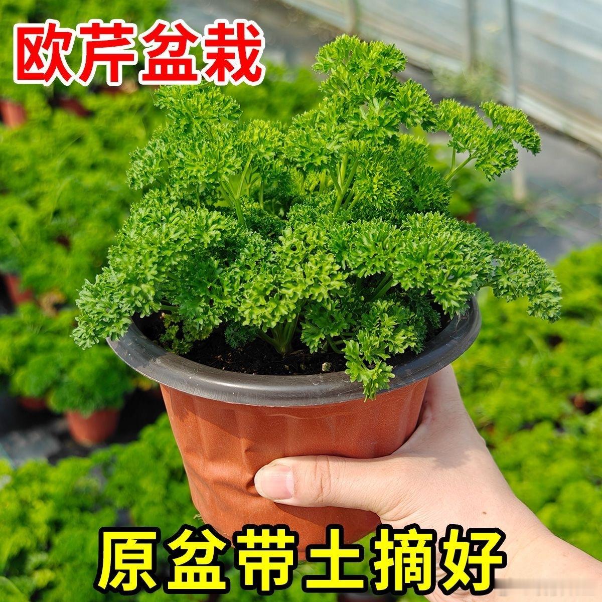 做这个菜你需要原材料，皱叶欧芹，西班牙甜椒粉，大蒜，白葡萄酒，大蒜，橄榄油，虾，