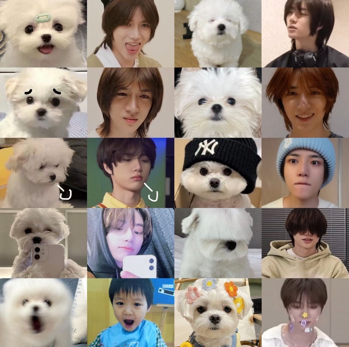 【🏠🐶】马尔济斯微表情图鉴 ​​​