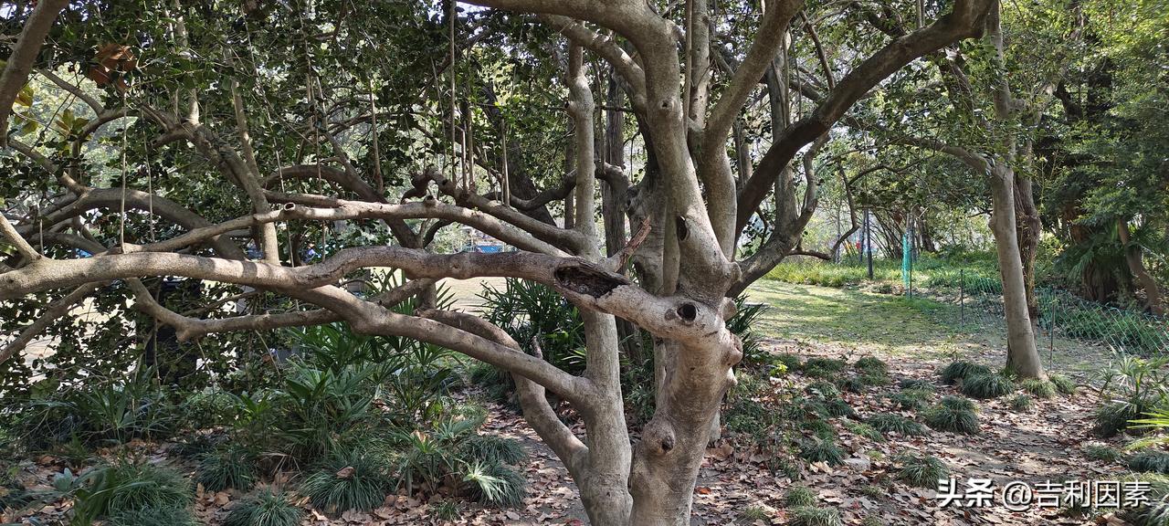 我党邀请国民党主席郑丽文来大陆访问，郑丽文也在一小时后立即予以回应，随后将组团出