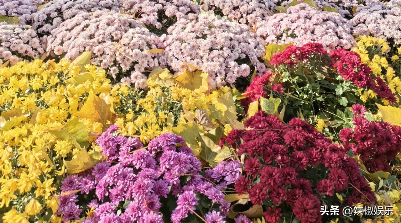 北海公园的冬日。
这里还能有这般鲜艳的花朵属实不易。