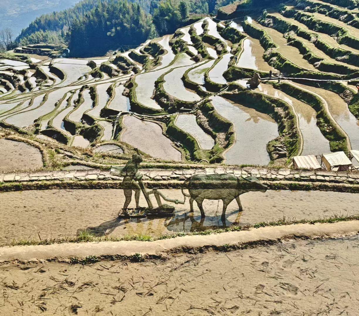 治愈系风景分享梯田如镜映天光，春耕老牛踏春忙，山野间藏着最质朴的时光。