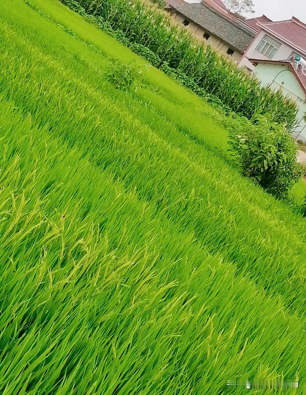 《这块田的秧苗抽穗了（西安李林7月14日摄于汉中城固）》