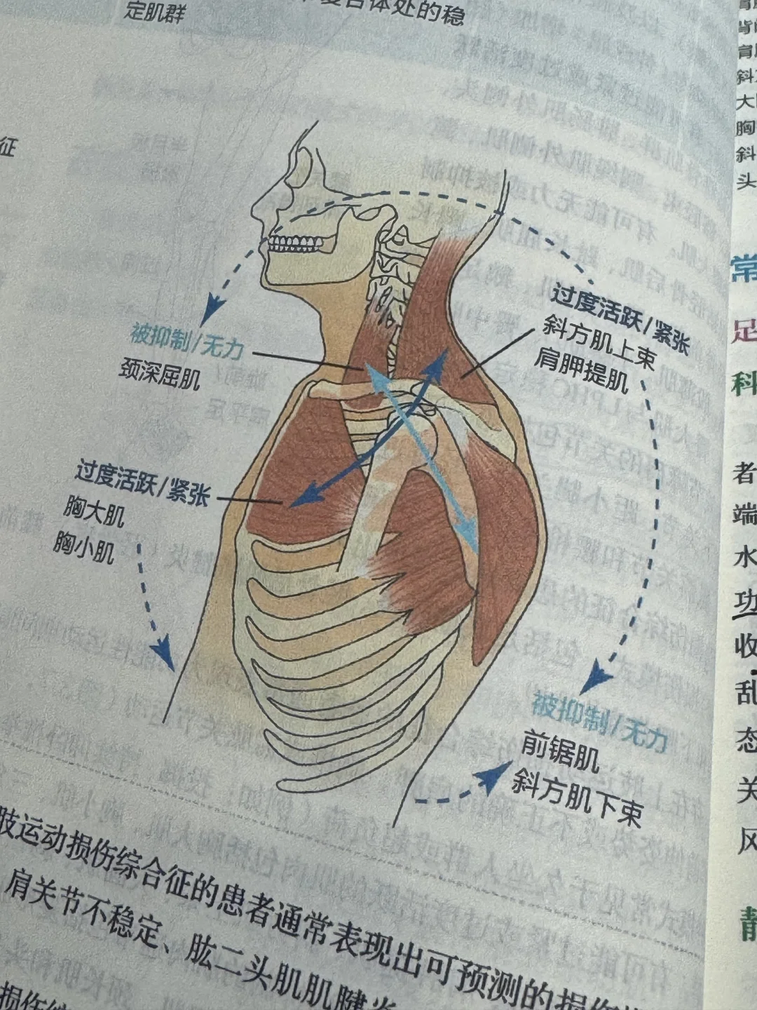 居家肌肉平衡放松与激活小清单
