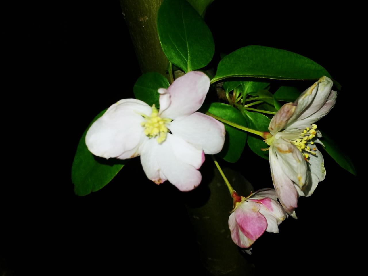 贾浅浅的名字听起来就不怎么好。从她的成长轨迹看，一路造“假”，连论文都懒得写；知
