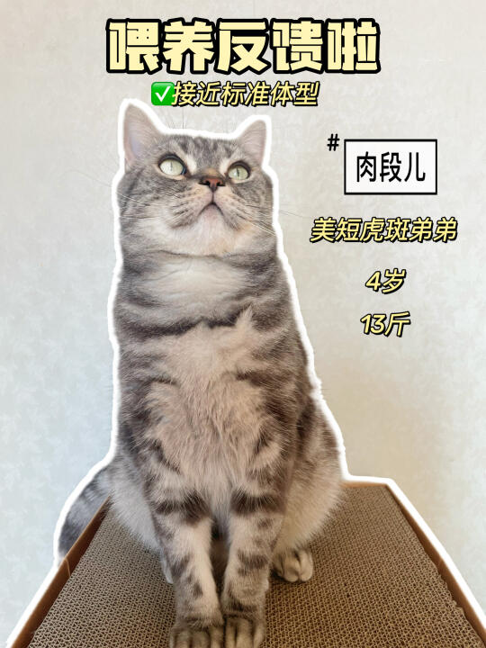 🔥关于奶思风干粮减肥的事，我说点实话吧