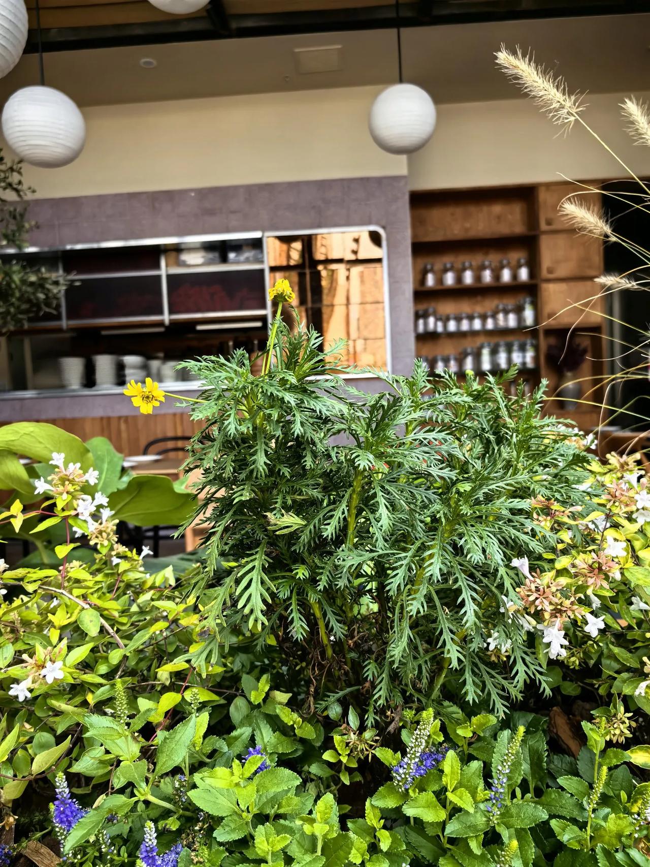 面对秦可卿的死亡，作为神瑛侍者的贾宝玉表现出了神性🤘🌺，这是对秦可卿的祭奠。