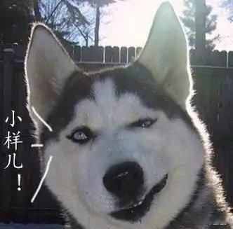 支付宝辟谣狗腿付科技进步本就服务人类，AI具身智能潜力十足，未来或许真能实现机器