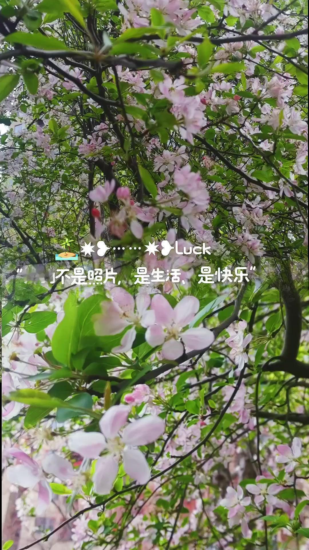 下楼扔垃圾都能被花海惊艳到！红的粉的黄的绣球花，还有冒尖的郁金香，每朵都开得胖乎