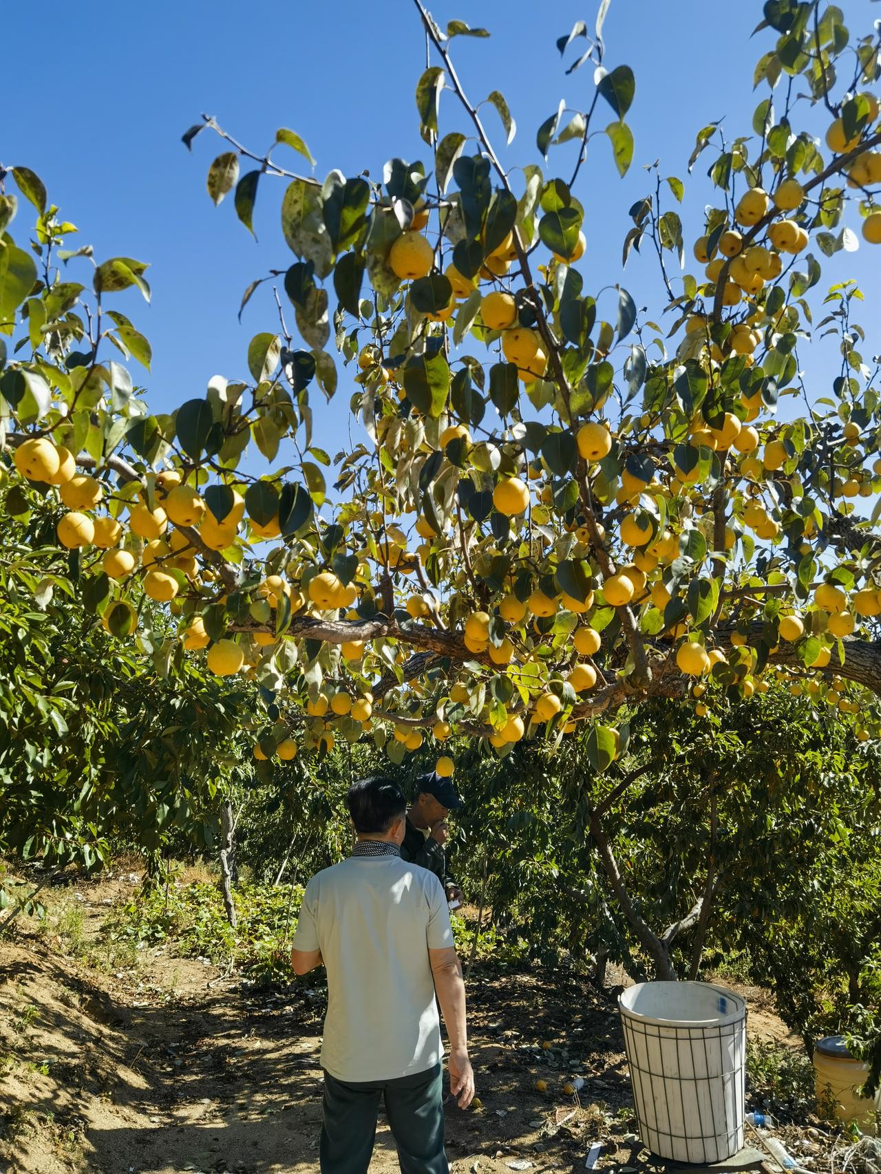 绥中山里买白梨。
       国庆假期，就近去了辽西的绥中县游玩。在前卫镇参观
