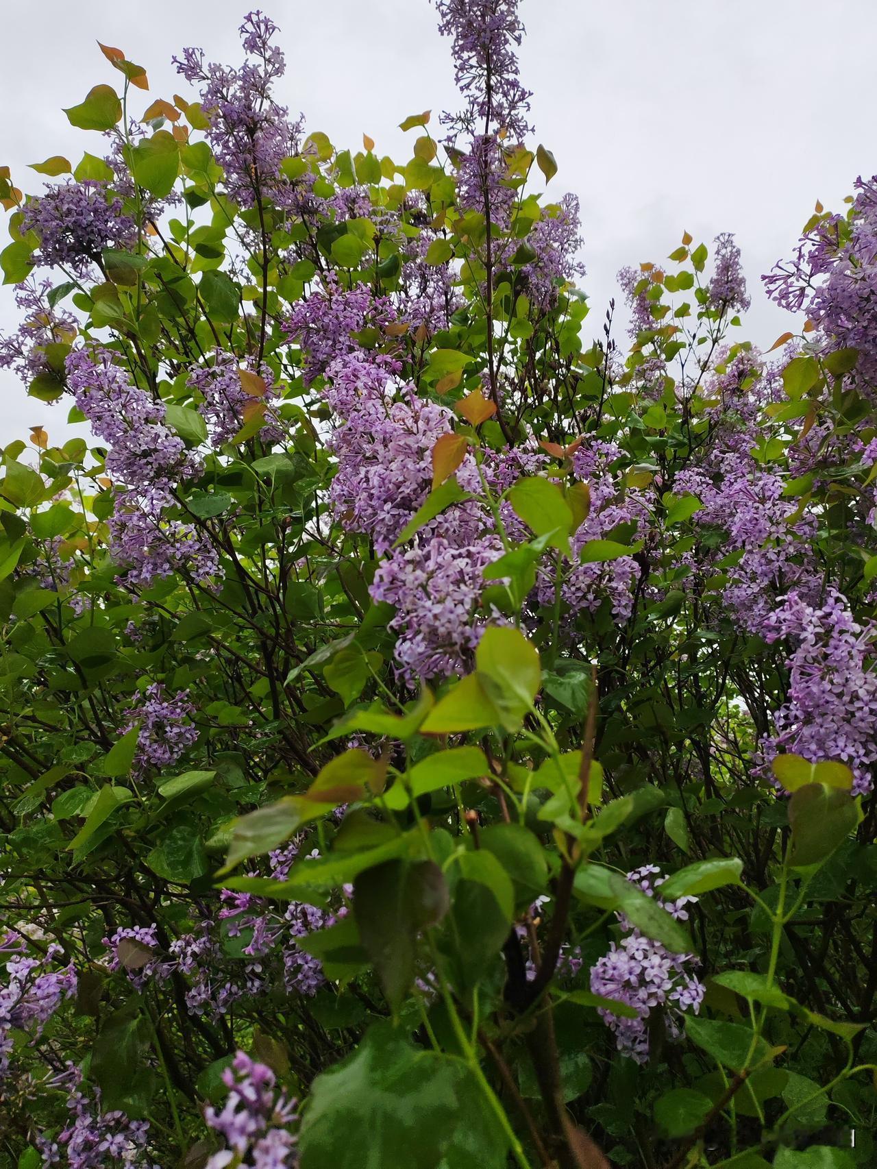 真心话茶局丁香花开了。在马路走过，阵阵的花香飘入鼻腔。春天的美好瞬间具象化了。没