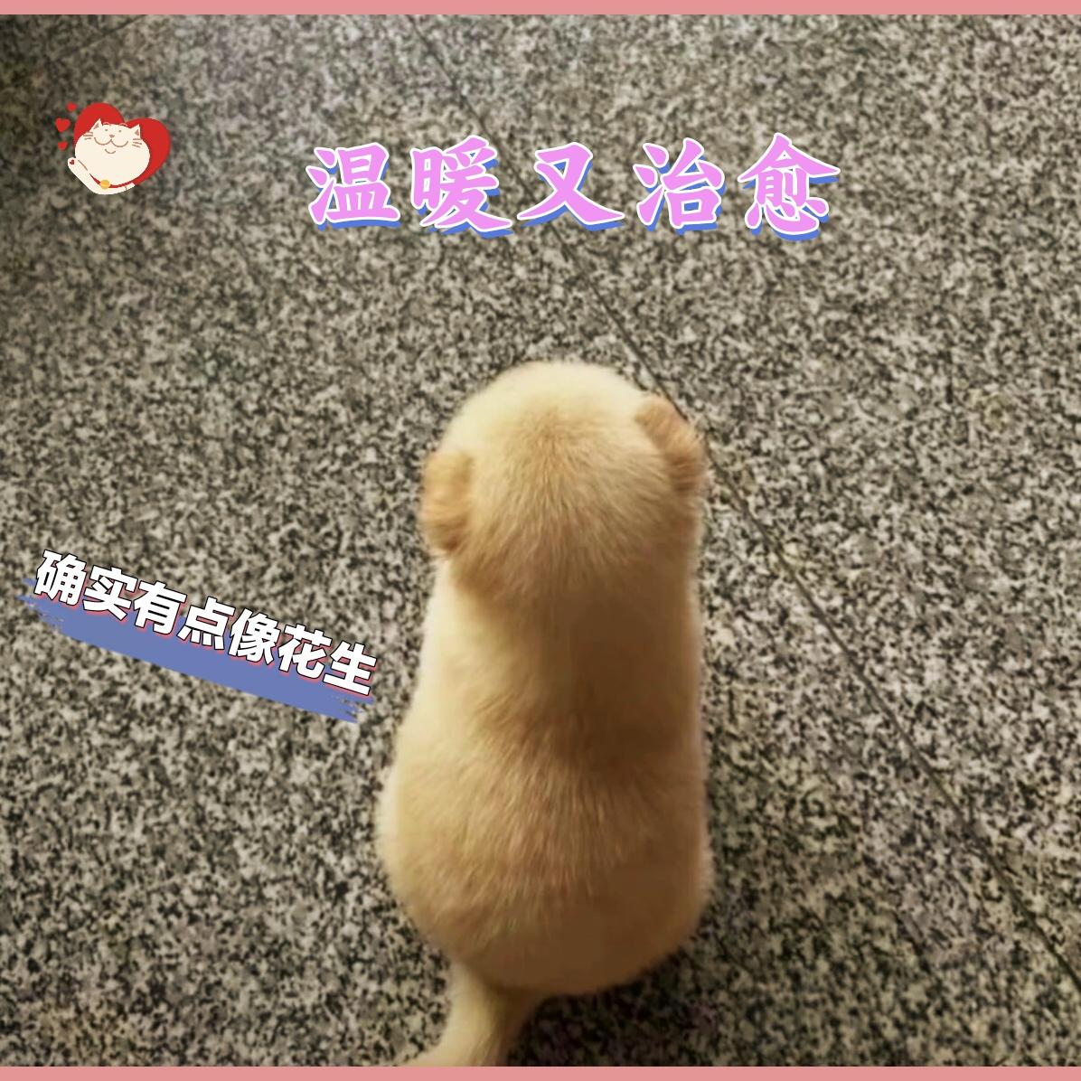 这个小狗的背影太治愈了。很多人说像一颗花生，你看像吗？