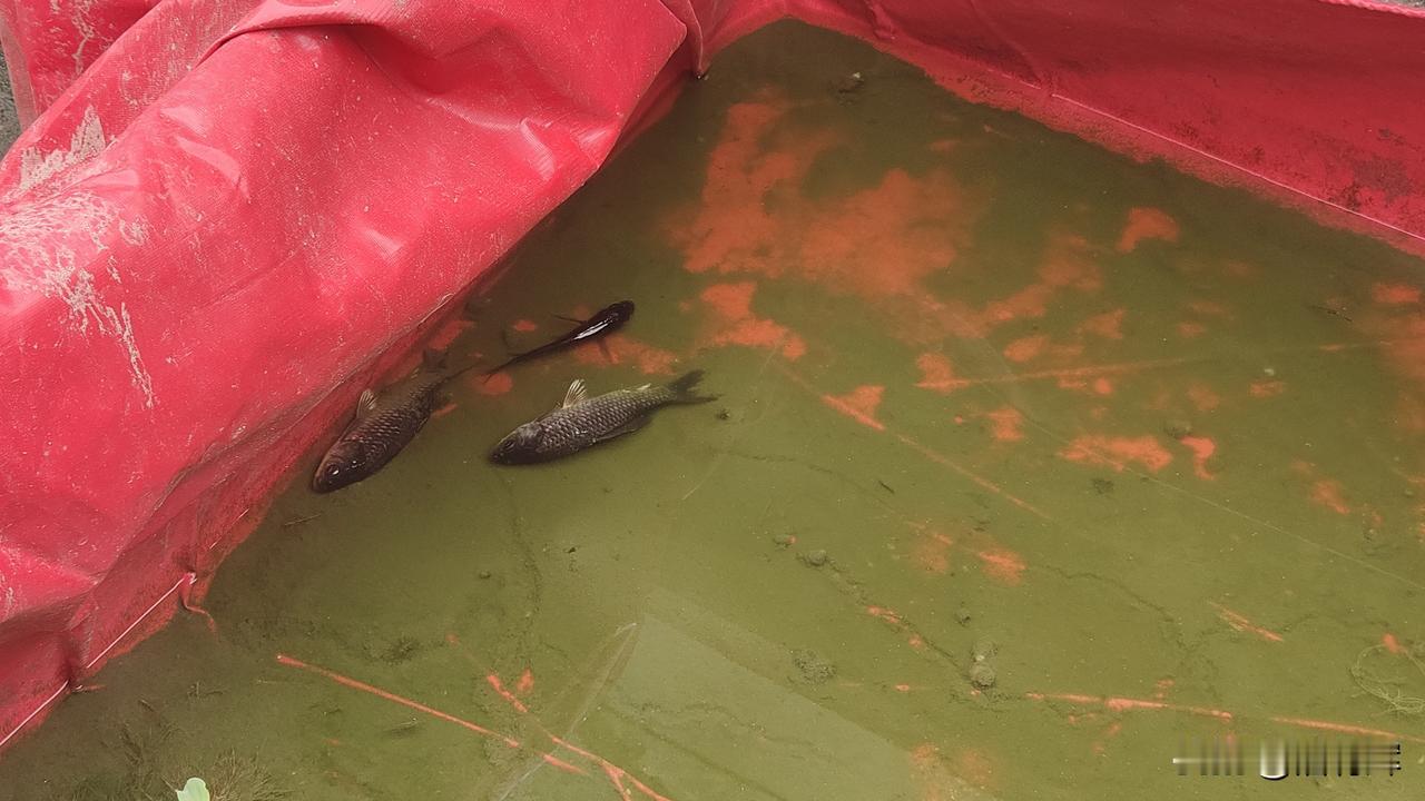 昨天来台风，我早上把鱼池水干到见底了，看到粤东，还有珠江口附近下暴雨，完美避开了