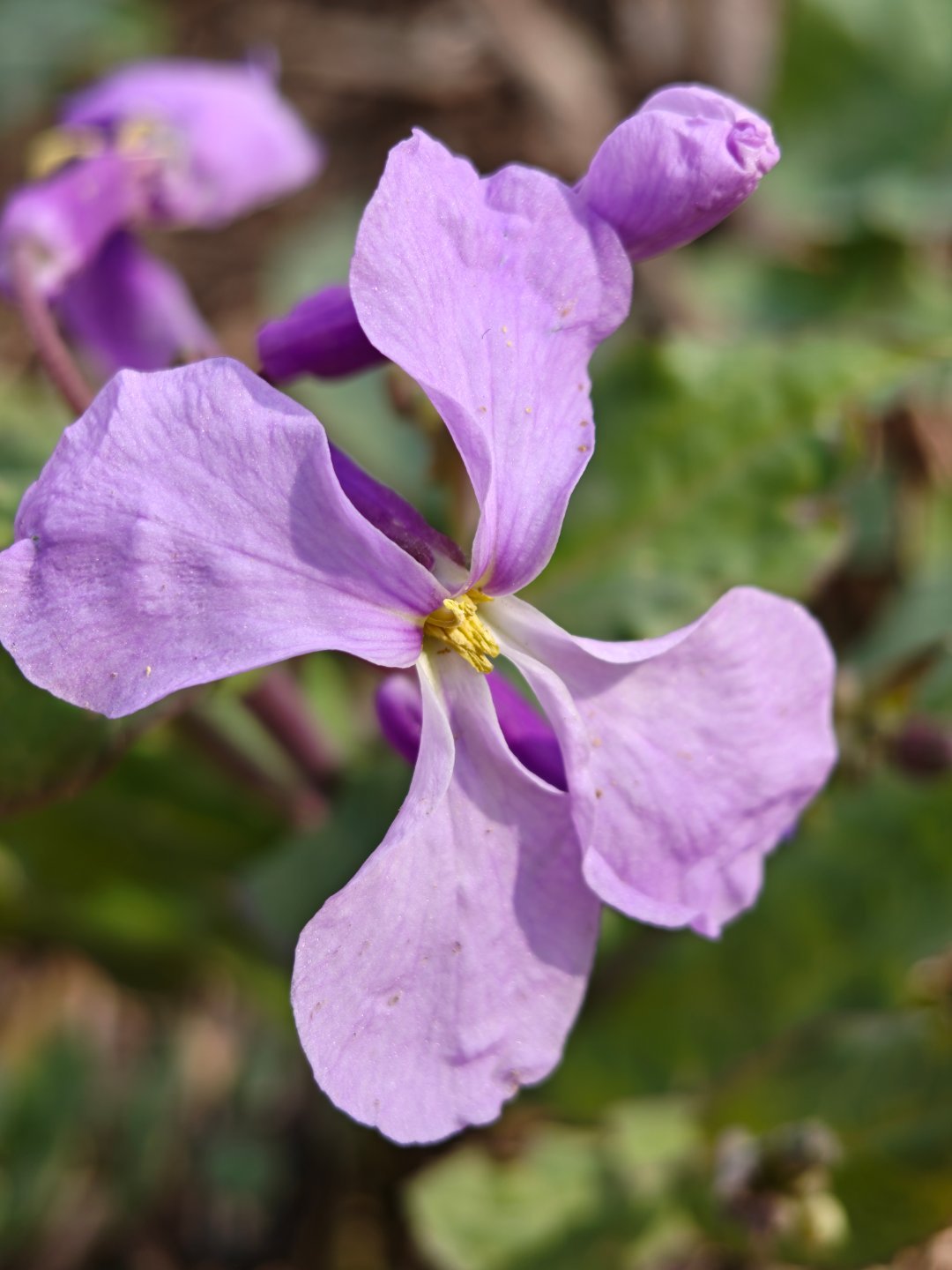 早ﾉ☀，这几天天气不错 