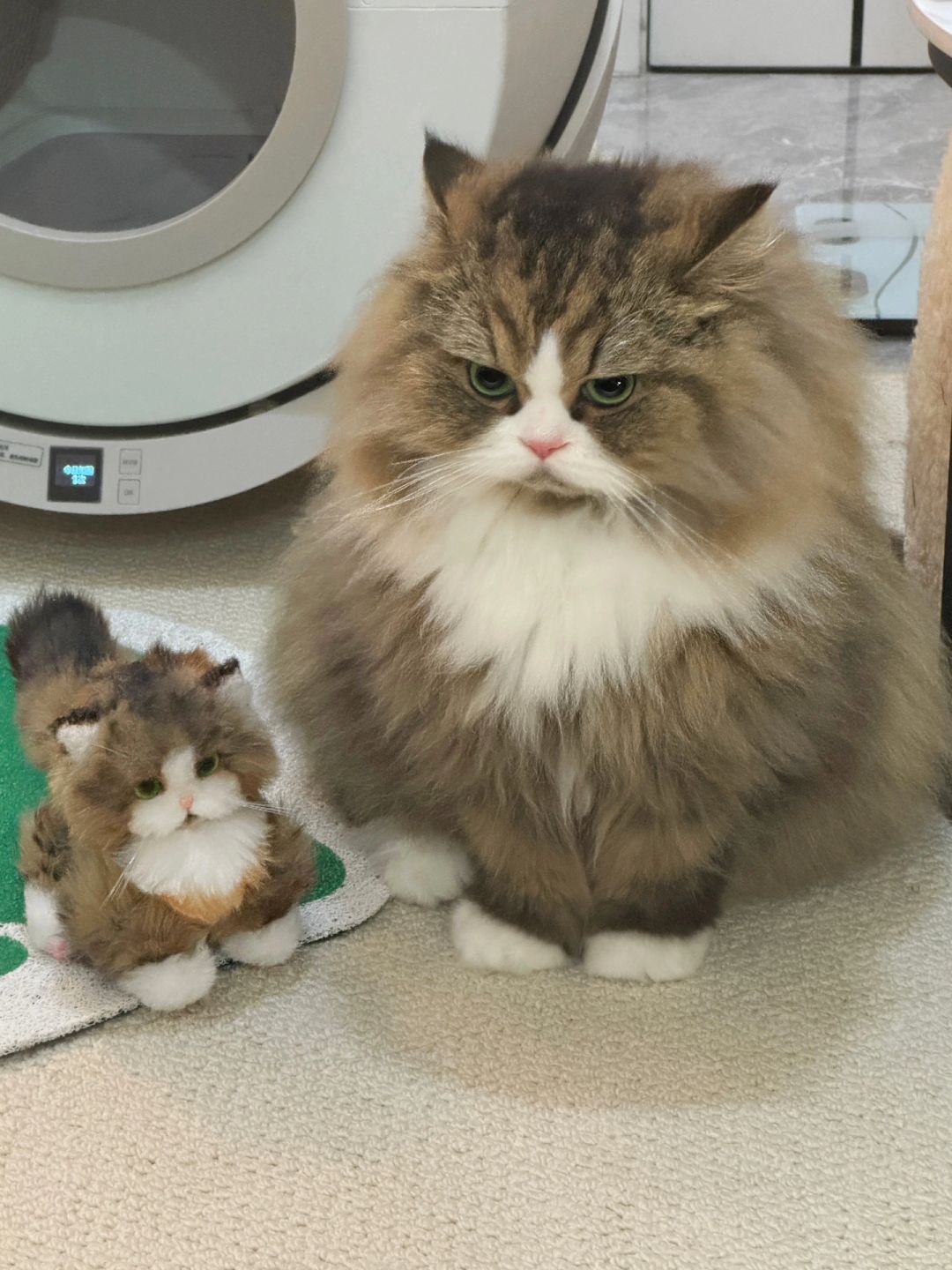 小猫咪生气了还会嘟嘴😡