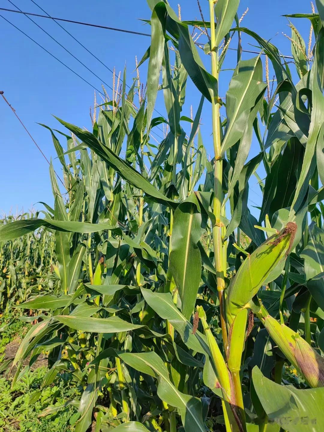 
造物者的奇妙，大自然的馈赠，是秋天的味道。秋天是丰收的季节，也是播种的季节。