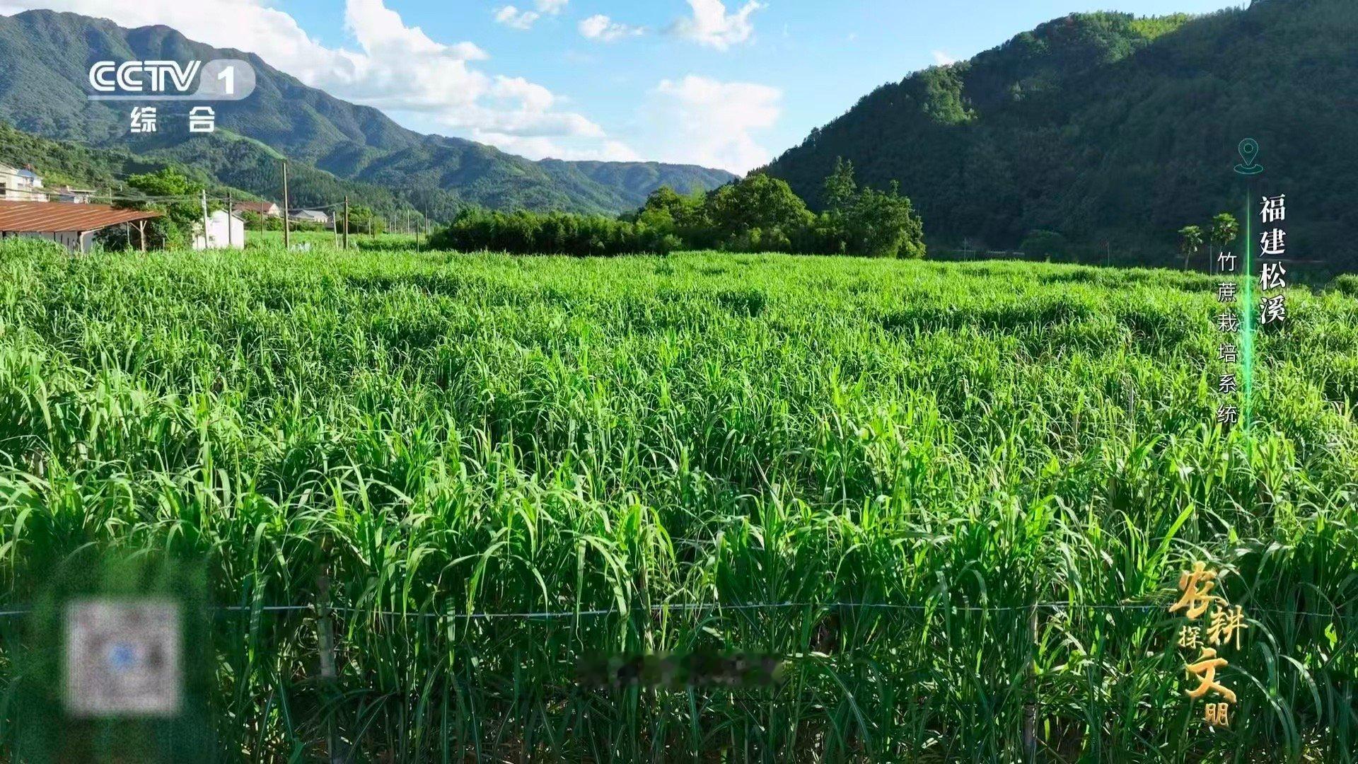 中国一种甘蔗长在火山土里福建松溪竹蔗已生长近300年 近三百年不腐不灭，甘蔗中的