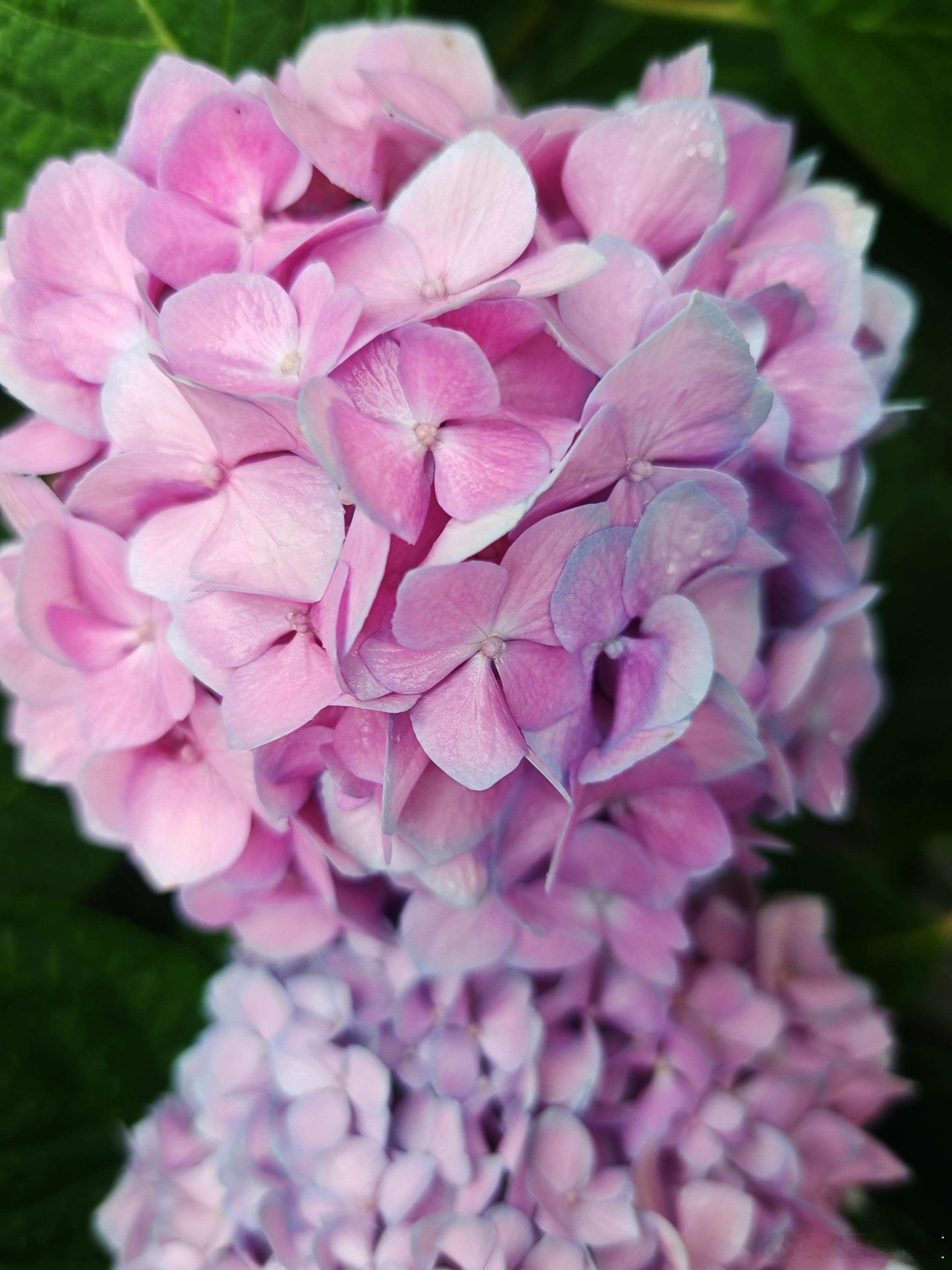 绣球花开，藏尽人间温柔～寻美河南🌸寻美西华