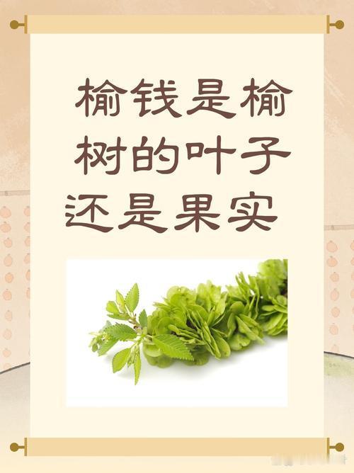 榆钱是花还是种子？90%的人都搞错了，看完涨知识
 
每年春暖花开的时节，乡间路