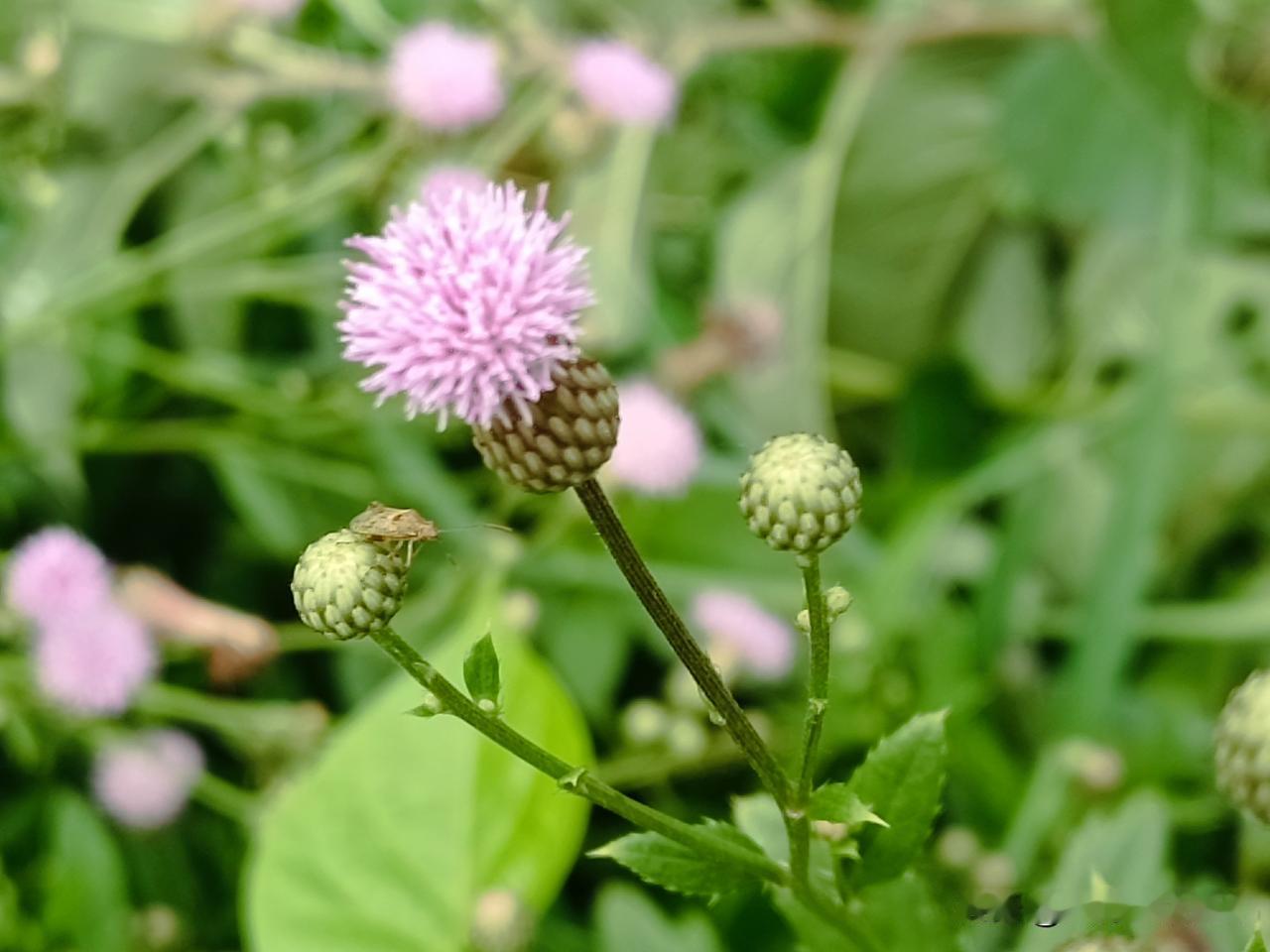 生于荒野，坚韧顽强的刺儿菜
※刺儿菜，菊科蓟属多年生草本，乡间俗称小蓟、青青草、