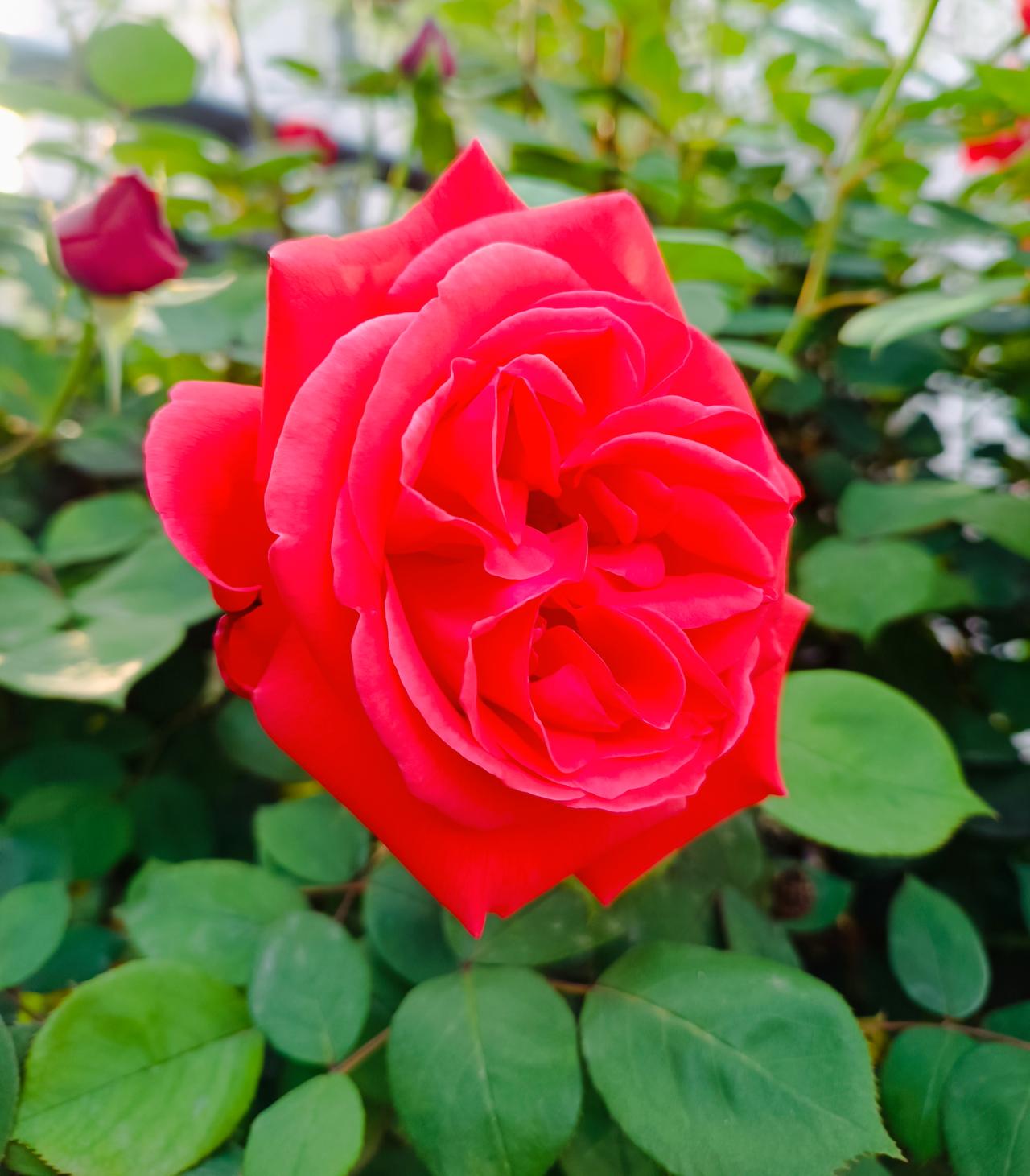 春深夏浅
花开正艳
愿我们每个人
都能在这美好的阳光里
浅浅喜
浅浅爱
心情如花