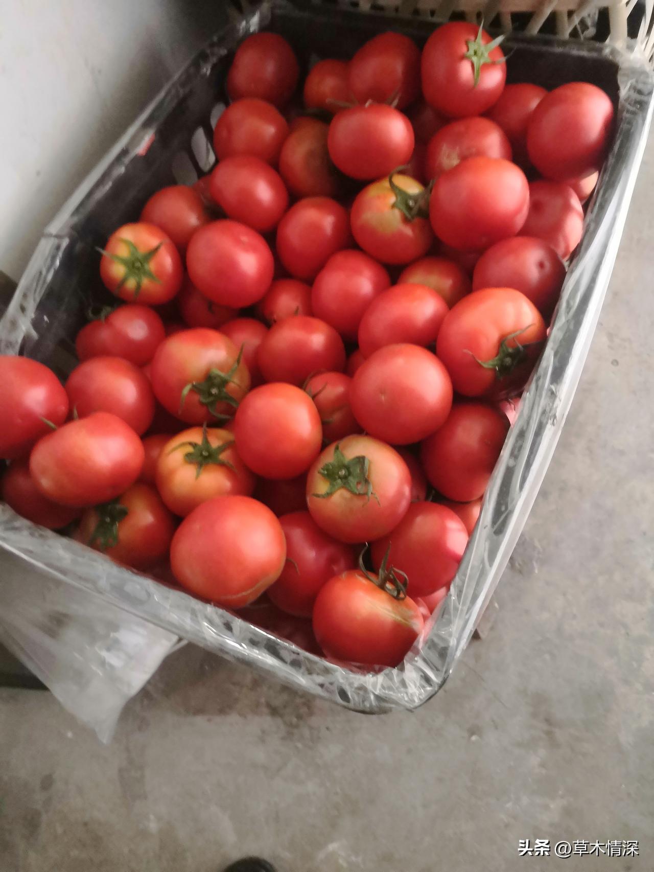 成都彭州市蒙阳大菜市，那可是个超有烟火气的地方。之前去逛过，一进去就被琳琅满目的