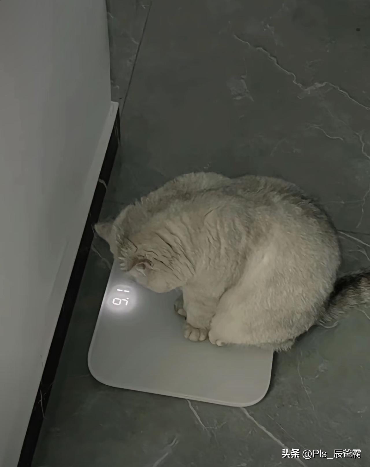 睡前必须称一下，今天体重不能超标！