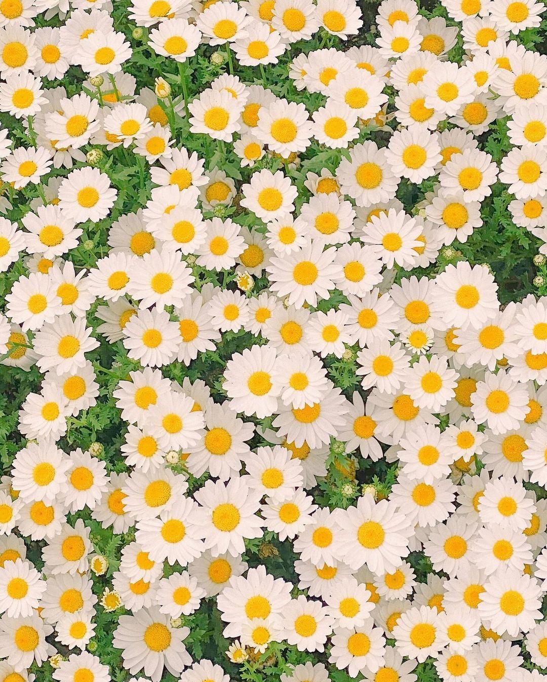 WeChat‖鲜花壁纸|清新壁纸|雏菊|分享点让人开心的幸福壁纸🌼🌼 