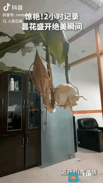 谁能接住昙花转瞬即逝的温柔？
山东潍坊一位女士拍下的画面，登上人民日报，惊艳无数