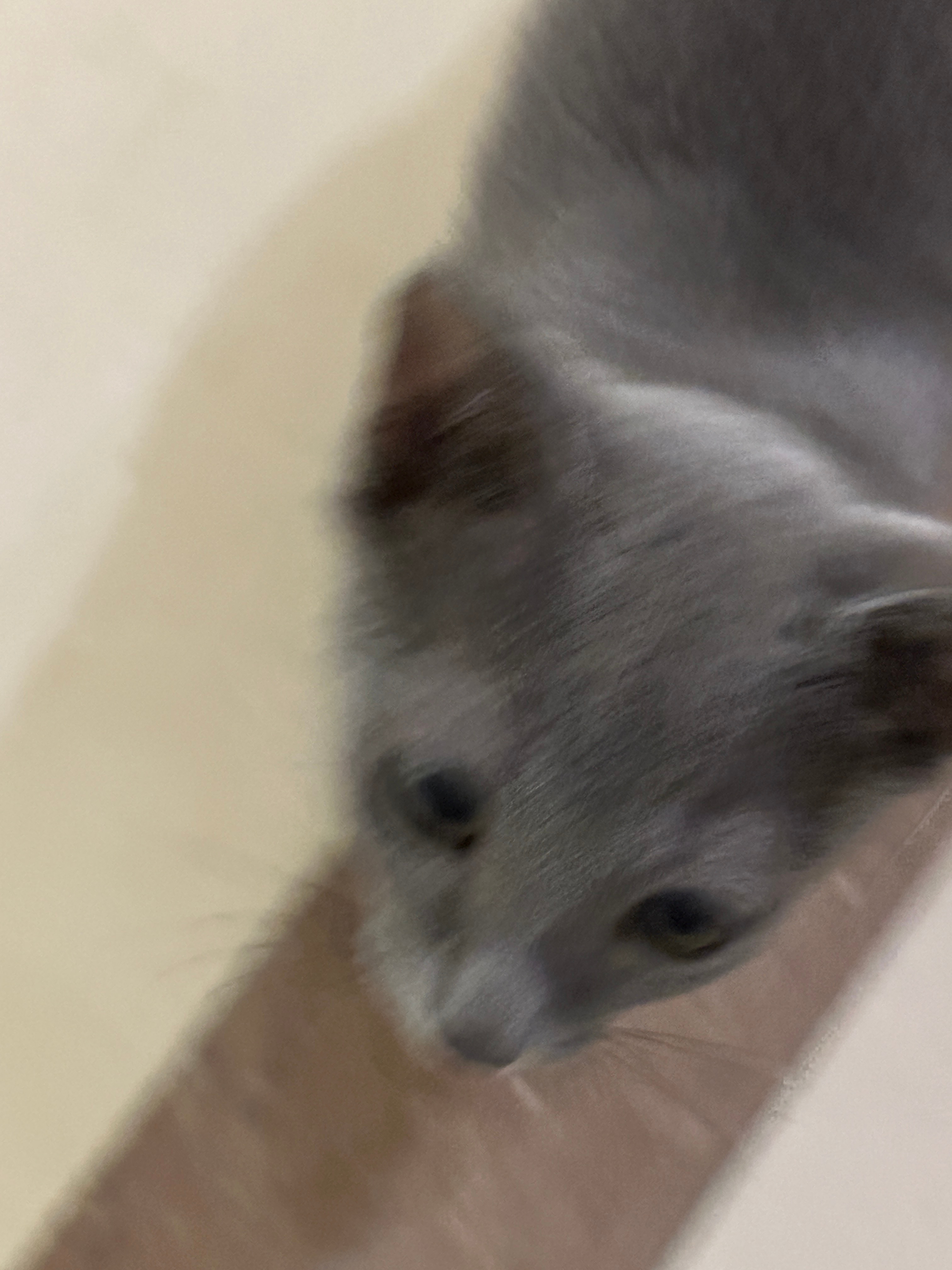 一只见面会生扑上来的小猫咪哈哈哈哈哈哈哈 ​​​