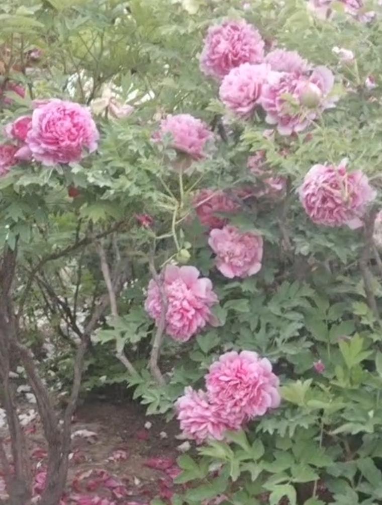 河州牡丹