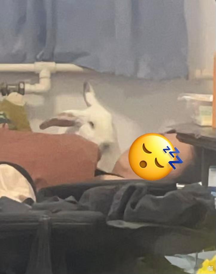 14506🐇【】被母偷拍睡觉 母说兔就一直盯着人