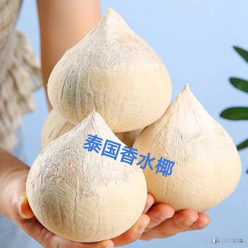 最近研究香水椰
发现泰国香水椰与美国公司的事儿
泰国香水椰是椰中极品
清甜多汁 