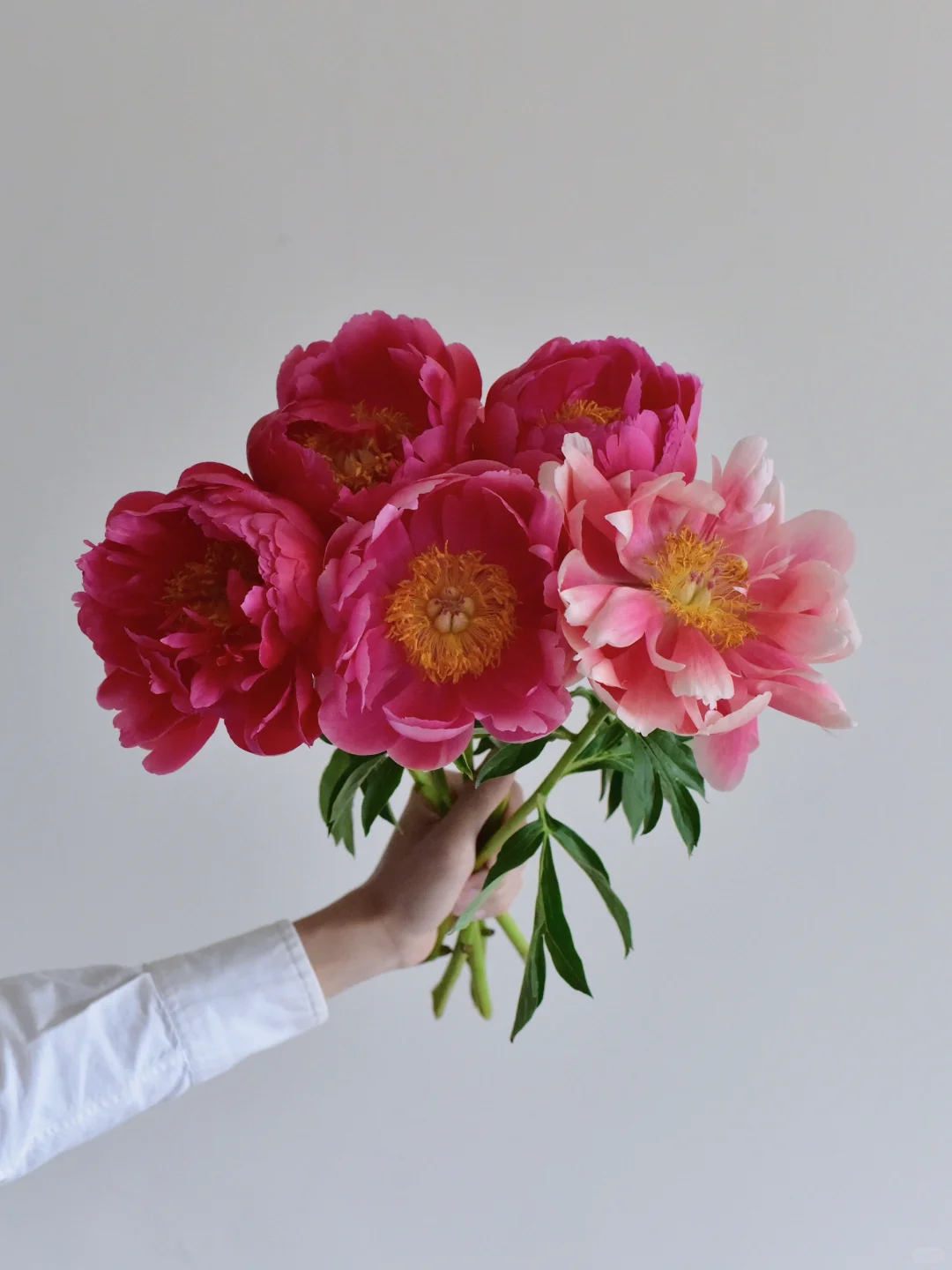 芍药·树莓魅力