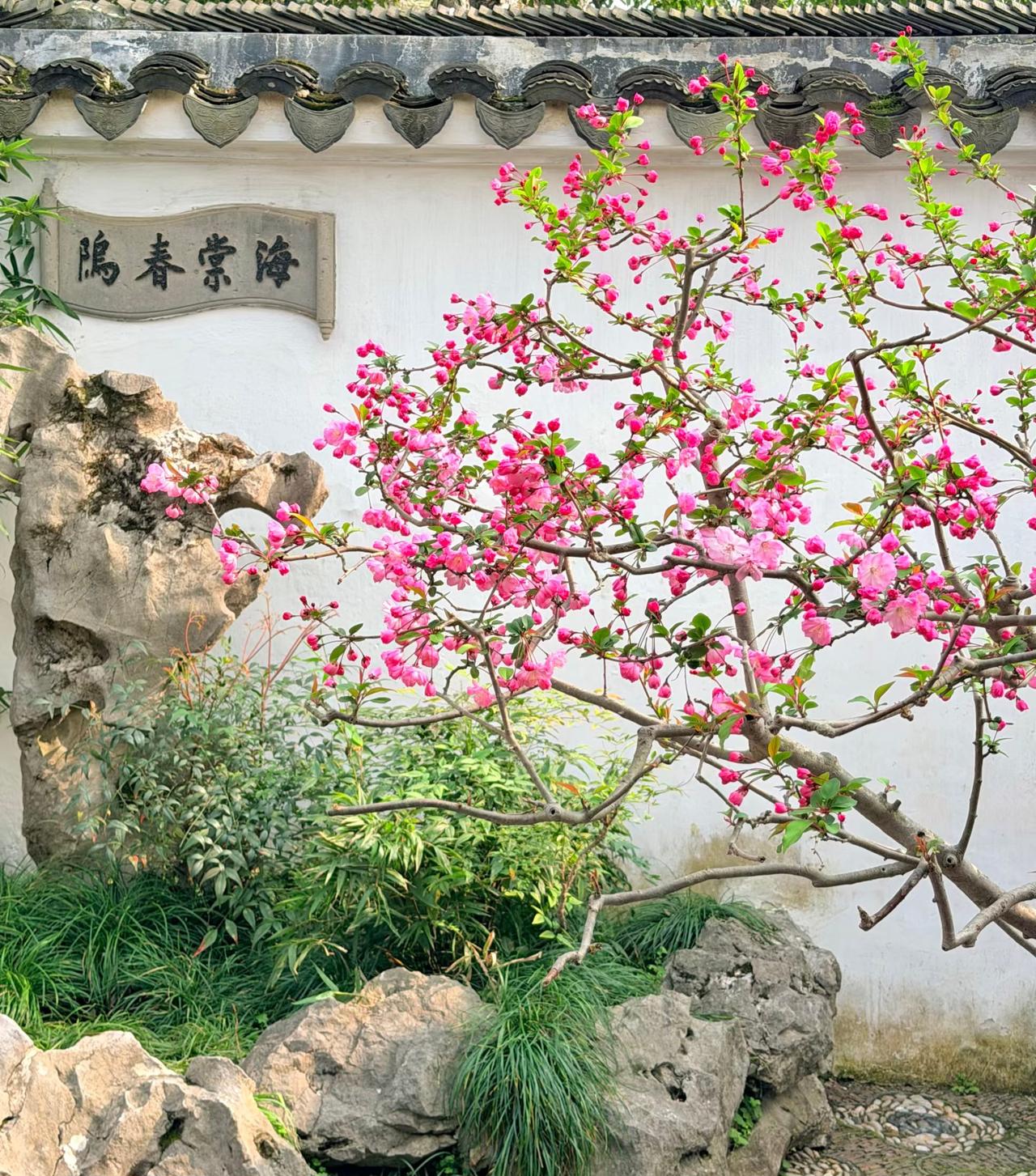 从留园出来后，
便马不停蹄的坐地铁来到了拙政园。
据说这里还有个专门的庭院，
名