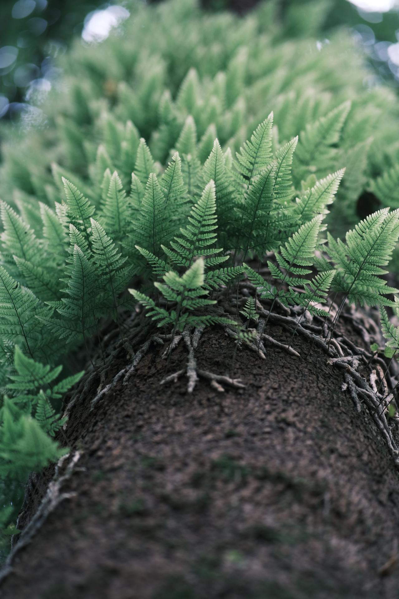 inmyfeeling 春天生命力