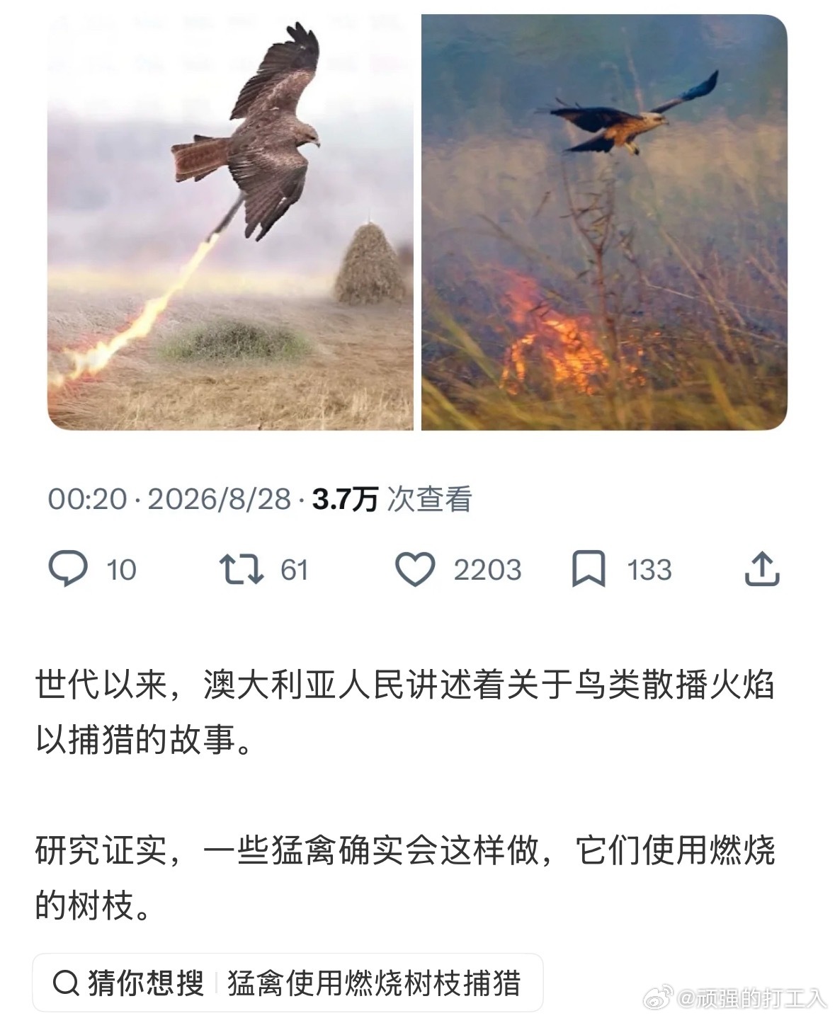 澳大利亚的动物总是给我一种无论发生什么都合理的感觉 ​​​